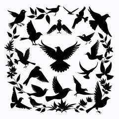 black and white birds