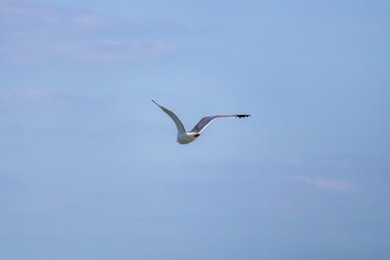 Obraz premium seagull in the sky
