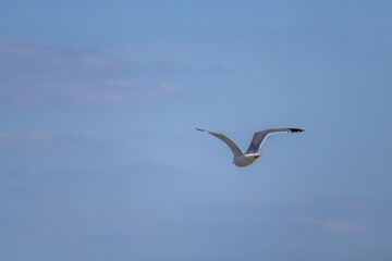 seagull in the sky
