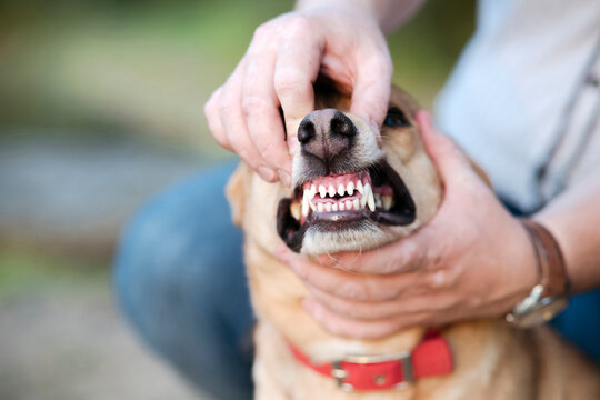 Midsection of man showing dog teeth