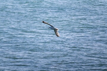 seagull flying in the sea
