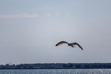seagull flying in the sky