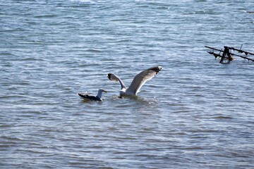 seagulls in flight