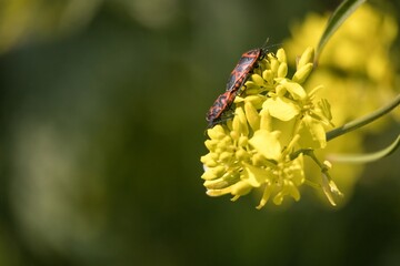 bee on yellow flower