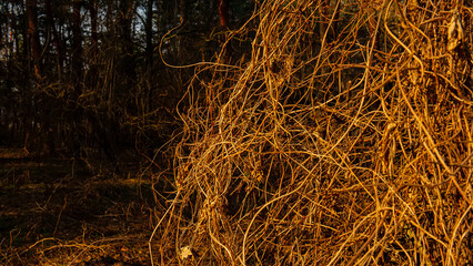 Plexus of dry plants on a dark forest.