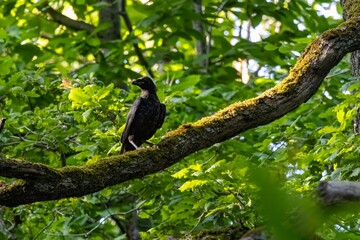 Fototapeta premium bird on a branch