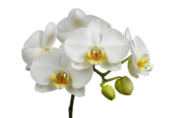 transparent Phalaenopsis orchid, vibrant yellow and orange centers, green stem, unopened bud, ultra-realistic close-up on clean white background with copy space, bright studio lighting, no harsh