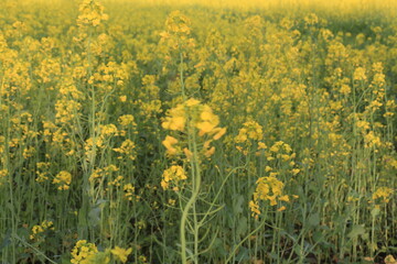 Fototapeta premium Golden Sea of Rapeseed Flowers