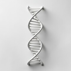 3D model of DNA helix