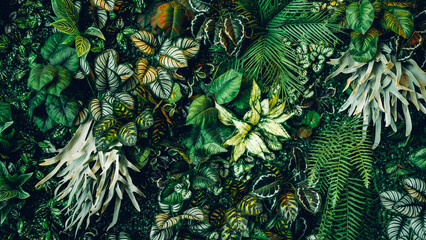 Close up group of background tropical green leaves texture and abstract background. Tropical leaf nature concept.