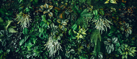 Close up group of background tropical green leaves texture and abstract background. Tropical leaf nature concept.