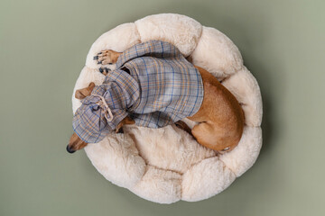 Dog  in bed with detective costume for mystery or cozy concept