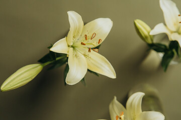 Yellow lilies flowers on olive background