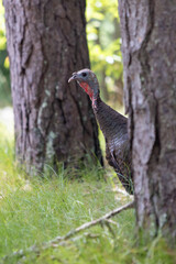 Immature Turkey Portrait 
