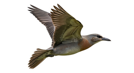 Isolated Bird Flying