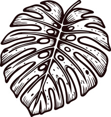 Obraz premium Hand drawn monstera leaf illustration in vintage engraved with detailed line art and botanical elements