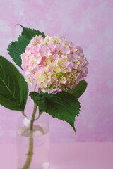 Single pink hydrangea in vase on pastel background – ideal for romantic minimal use