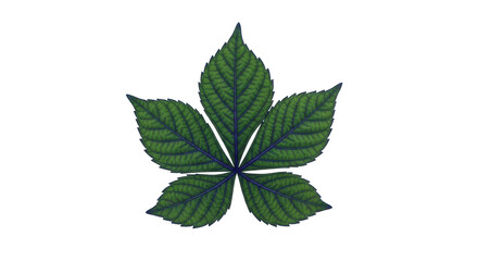 Isolated Green Leaf