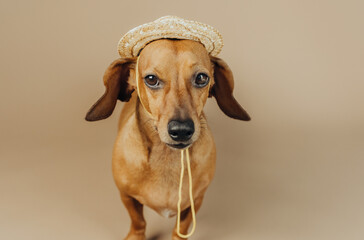 Dachshund in straw hat on beige background for country life and humor concept