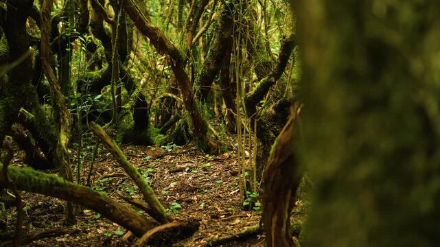 Lush laurel forest with moss-covered trees and dense green foliage, filmed with smooth camera movement in Anaga mountains, Tenerife