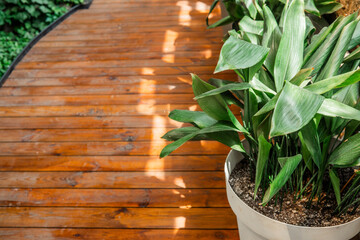 Aspidistra elatior in white pot for concepts of houseplant care, simplicity and greenery