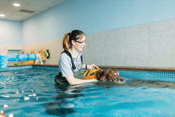 Female physiotherapist assisting Labrador Retriever in swimming pool