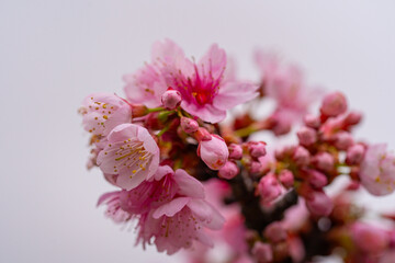 pink magnolia flower
