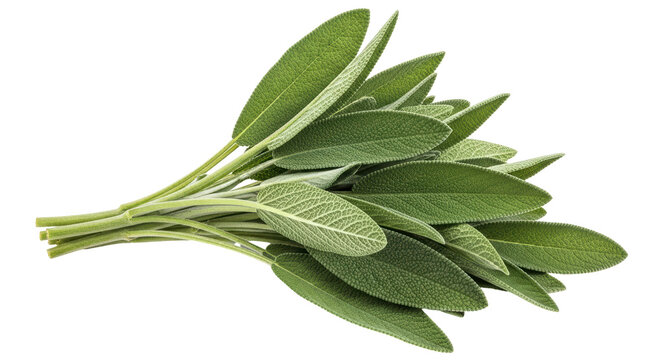 Isolated Bunch of Fresh Sage Leaves