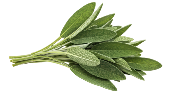 Isolated Bunch of Fresh Sage Leaves
