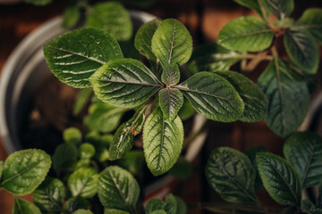 Plectranthus verticillatus (swedish ivy) in pot for concepts of herbal decor and homely greenery