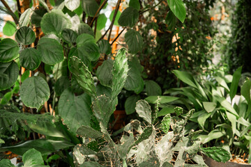 Opuntia, prickly pear cactus, with large tropical leaves for concepts of resilience and contrast in...