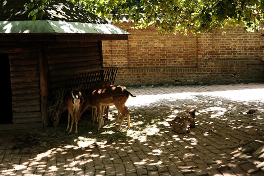 Group of fallow deer feeding on hay near a wooden shelter while fawns rest in the shade. Peaceful zoo enclosure with dappled sunlight and a brick wall in the background. - Powered by Adobe