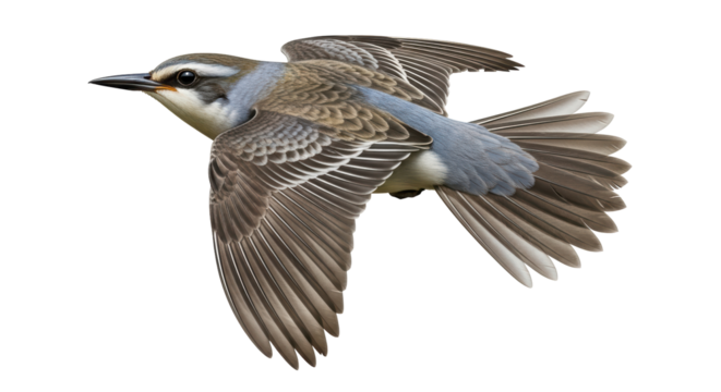 Isolated Bird in Flight