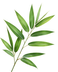 Fototapeta premium one sprig green bamboo leaves isolated on transparent background