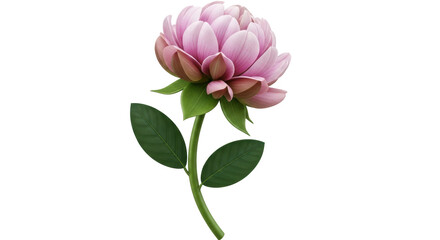 Isolated Pink Flower