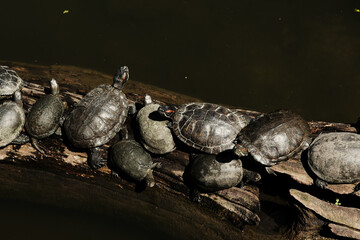 Obraz premium A large group of turtles sunbathing on a log in dark water. The reptiles cluster together on the wood surface, creating a natural and serene scene in a pond or zoo habitat.
