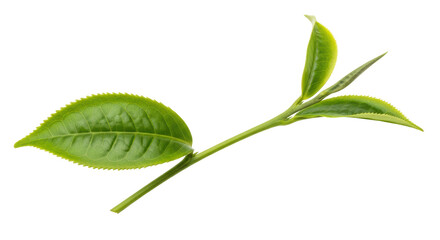 Isolated Tea Leaves