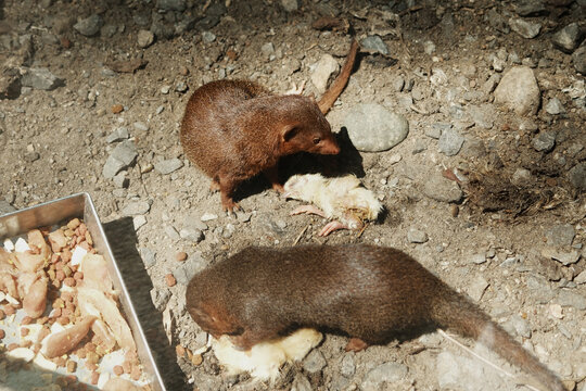 Two dwarf mongooses - Helogale parvula - feeding on a chick in a zoo enclosure. Natural lighting and rocky ground highlight their predatory behavior and diet.