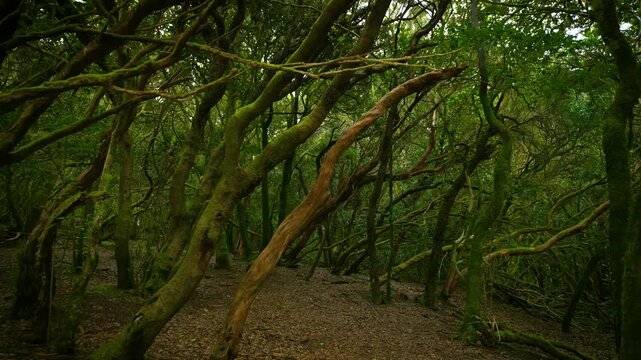 Lush laurel forest with moss-covered trees and dense green foliage, filmed with smooth camera movement in Anaga mountains, Tenerife