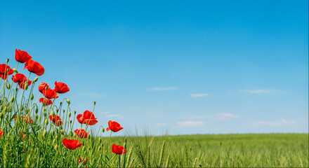 Vibrant red poppies blooming in a green field under a clear blue sky on a sunny day