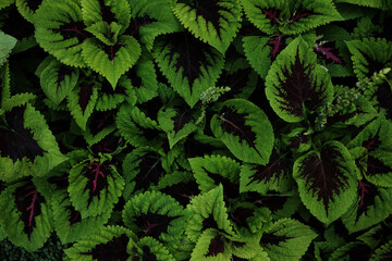 Top view of lush Coleus leaves with striking green edges and deep purple centers. Vivid foliage forms a natural pattern, ideal for botanical and garden-themed visuals.