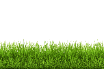 Green Grass border isolated on transparent background, vector illustration. Realistic green seamless grass. Grass png, lawn png. 