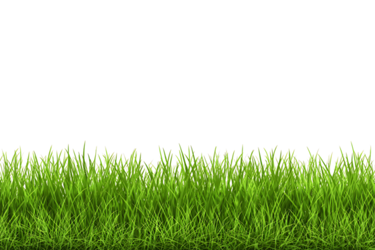 Green Grass border isolated on transparent background, vector illustration. Realistic green seamless grass. Grass png, lawn png. 