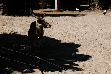 Eland antelope standing in partial shade on sandy ground in a zoo enclosure with storks in the background.