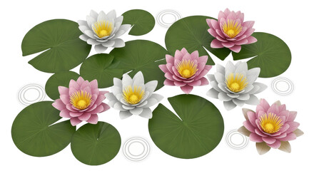 Isolated Water Lilies with Pads