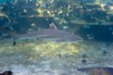 Blacktip reef shark hunting over tropical reef