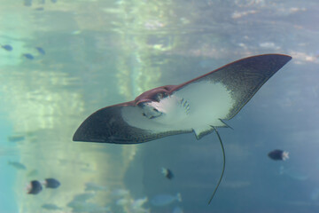 Eagle ray in clear water, swimming over tropical reef
