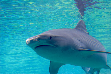 Tiger shark near surface hunting in clear water