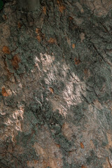 Detailed texture of tree bark captured in natural setting during daylight