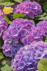 Vibrant hydrangea blooms in a colorful garden during springtime